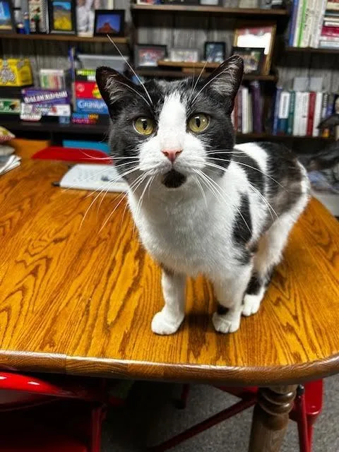 Ducktail thumbnail 5