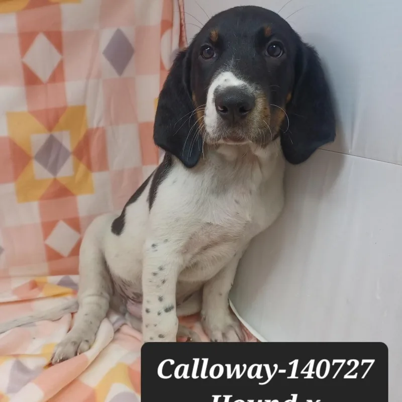 Calloway