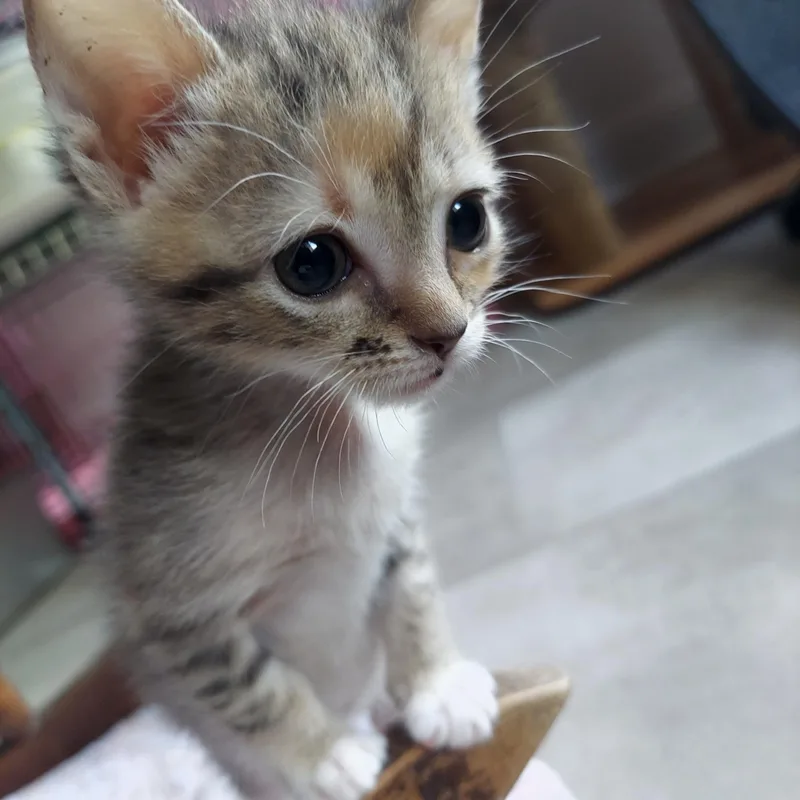 A baby small-sized female Domestic Short Hair cat named Eliot for adoption in Davidson, NC