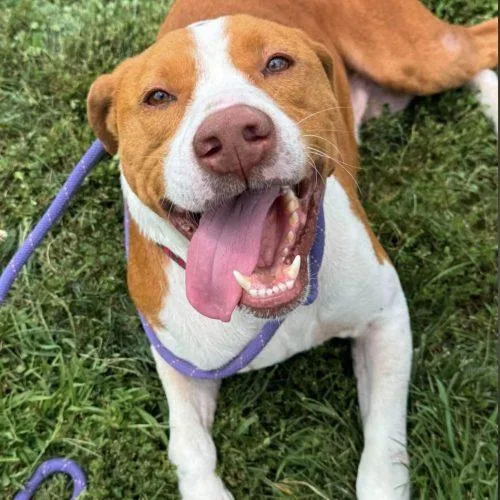 An adult large-sized male Red / Chestnut / Orange Mixed Breed dog named Brix for adoption in Georgetown, KY