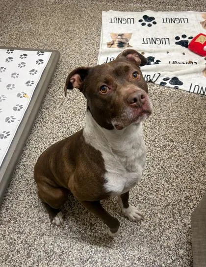 An adult large-sized male Terrier dog named SoSo for adoption in Westland, MI