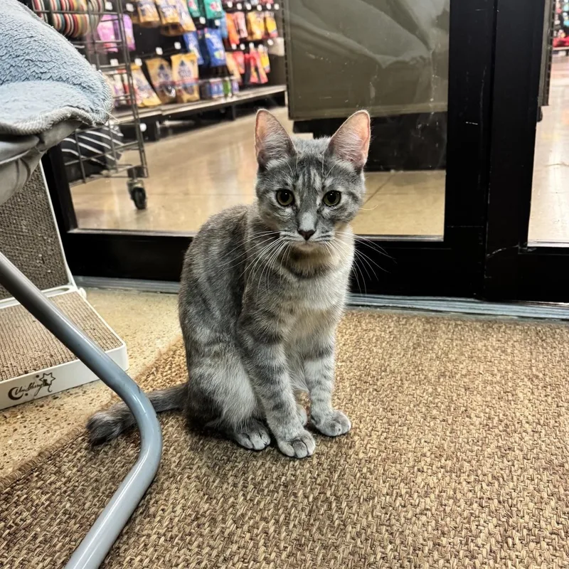 A young medium-sized female Gray / Blue / Silver Domestic Short Hair cat named Sasha sweet lap girl for adoption in Austin, TX