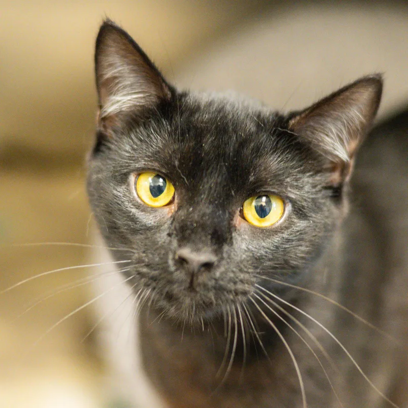 A young medium-sized male Black Domestic Short Hair cat named Onyx for adoption in Hilton Head Island, SC
