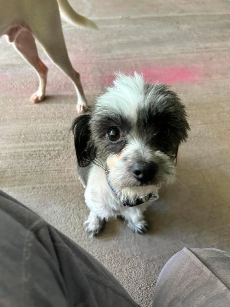 Miso
