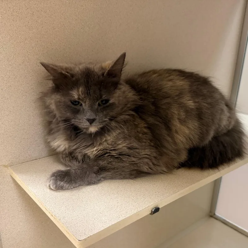 A young medium-sized female Gray / Blue / Silver Domestic Long Hair cat named Sabina for adoption in Ballston Spa, NY