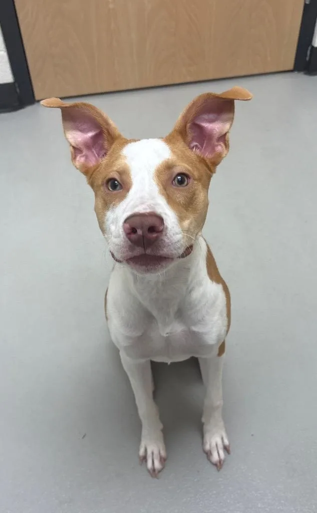 A baby medium-sized male Hound dog named Gilbert for adoption in Greeneville, TN