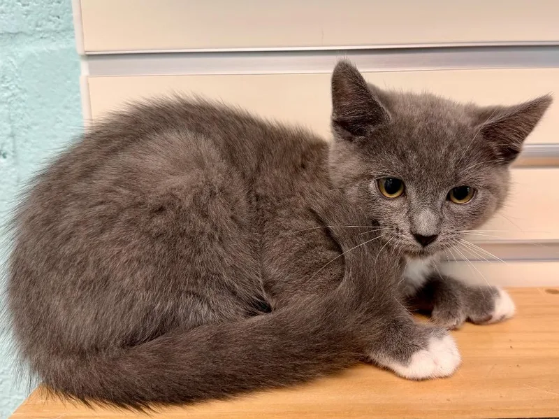 A baby small-sized female Domestic Short Hair cat named Hardhead for adoption in Cape Coral, FL