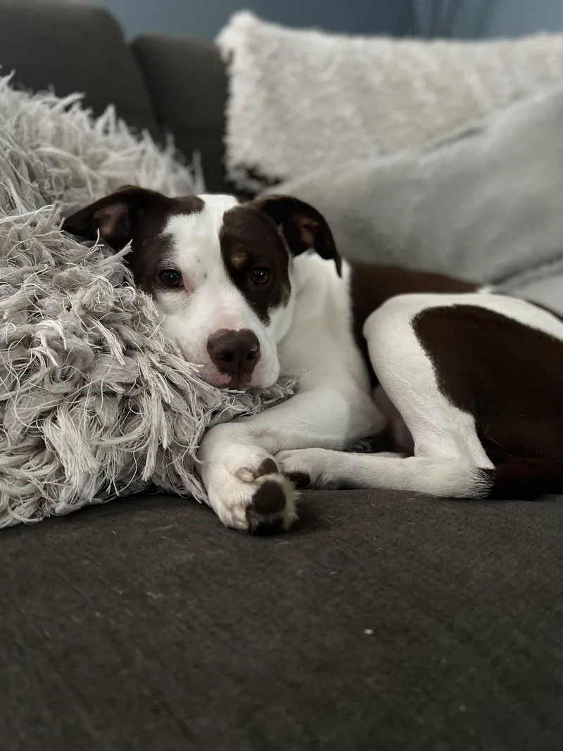 Kimber