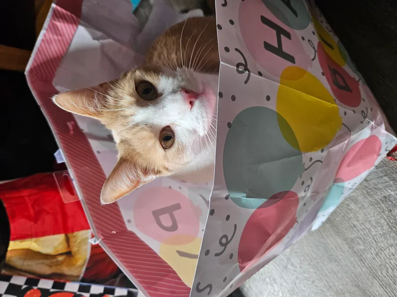 Butterscotch  Nougat & thumbnail 2