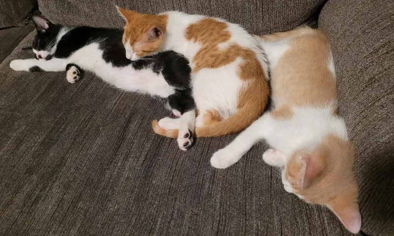 Butterscotch Nougat &