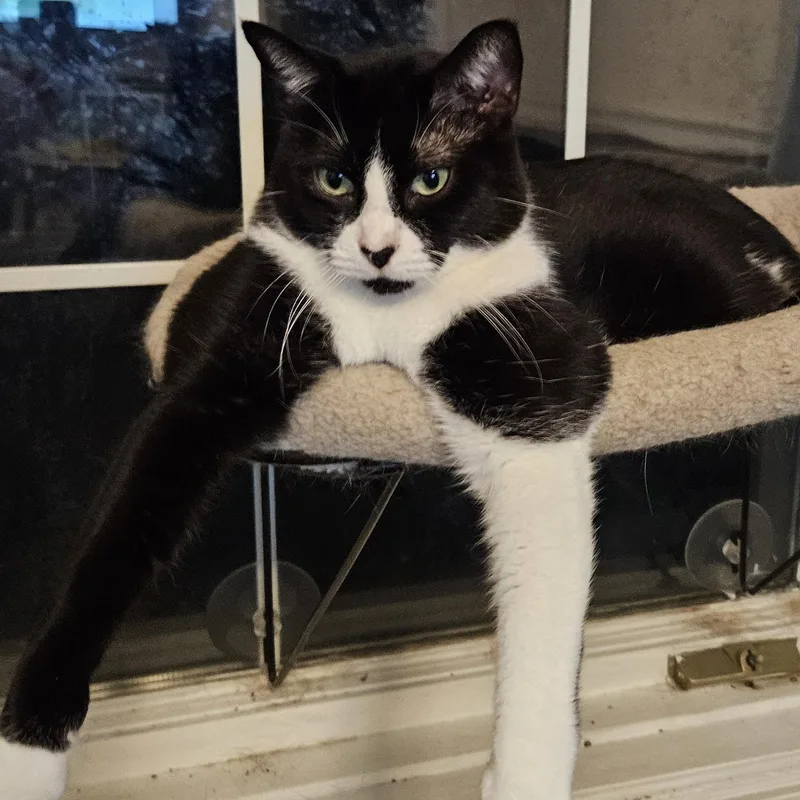 Butterscotch  Nougat & thumbnail 3