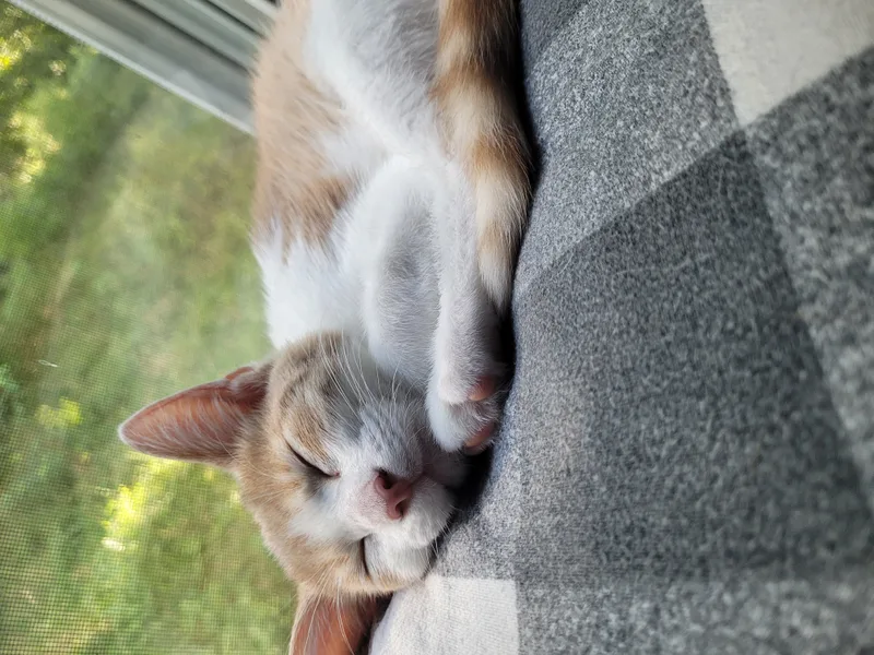 Butterscotch  Nougat & thumbnail 4