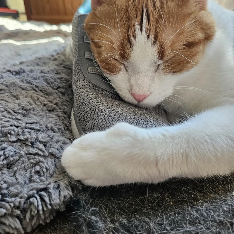 Butterscotch  Nougat & thumbnail 5