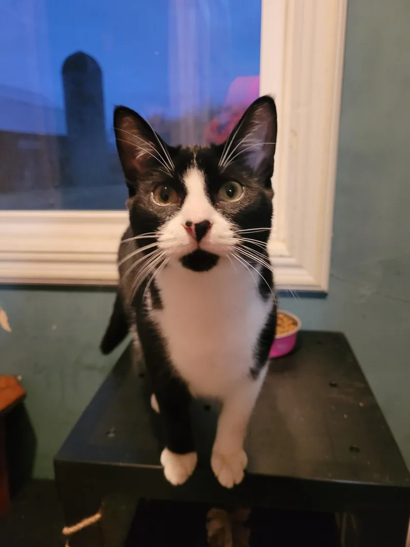 Butterscotch  Nougat & thumbnail 6