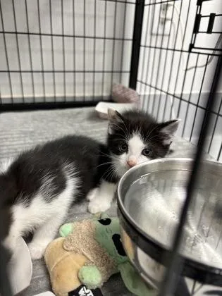 A baby small-sized female Domestic Short Hair cat named 799-26 for adoption in Cumming, GA