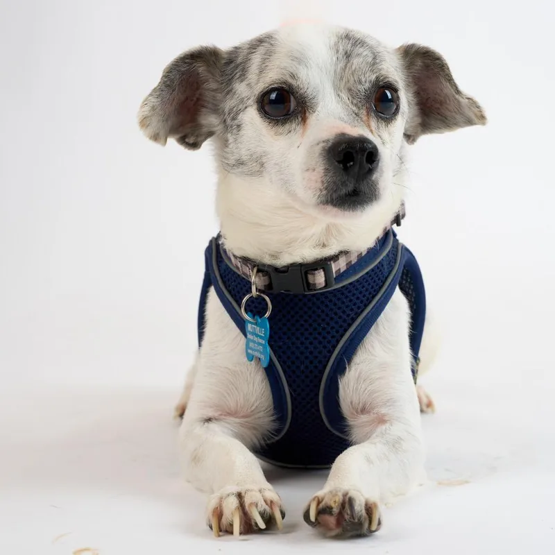 Manchego thumbnail 2