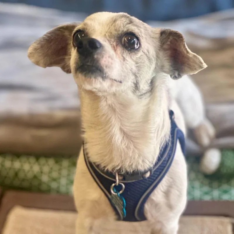 Manchego thumbnail 3