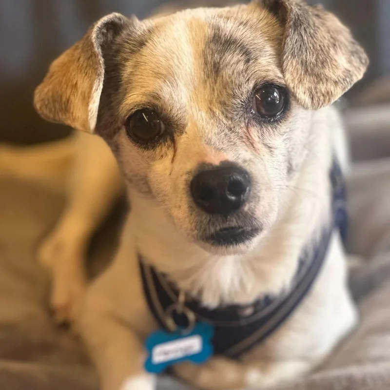 Manchego thumbnail 4