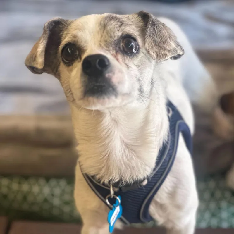 Manchego thumbnail 5