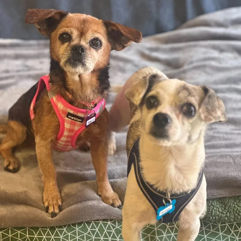 Manchego thumbnail 6