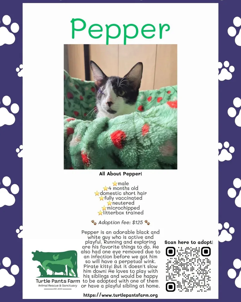 A young medium-sized male Black & White / Tuxedo Domestic Short Hair cat named Pepper for adoption in Pittsboro, NC