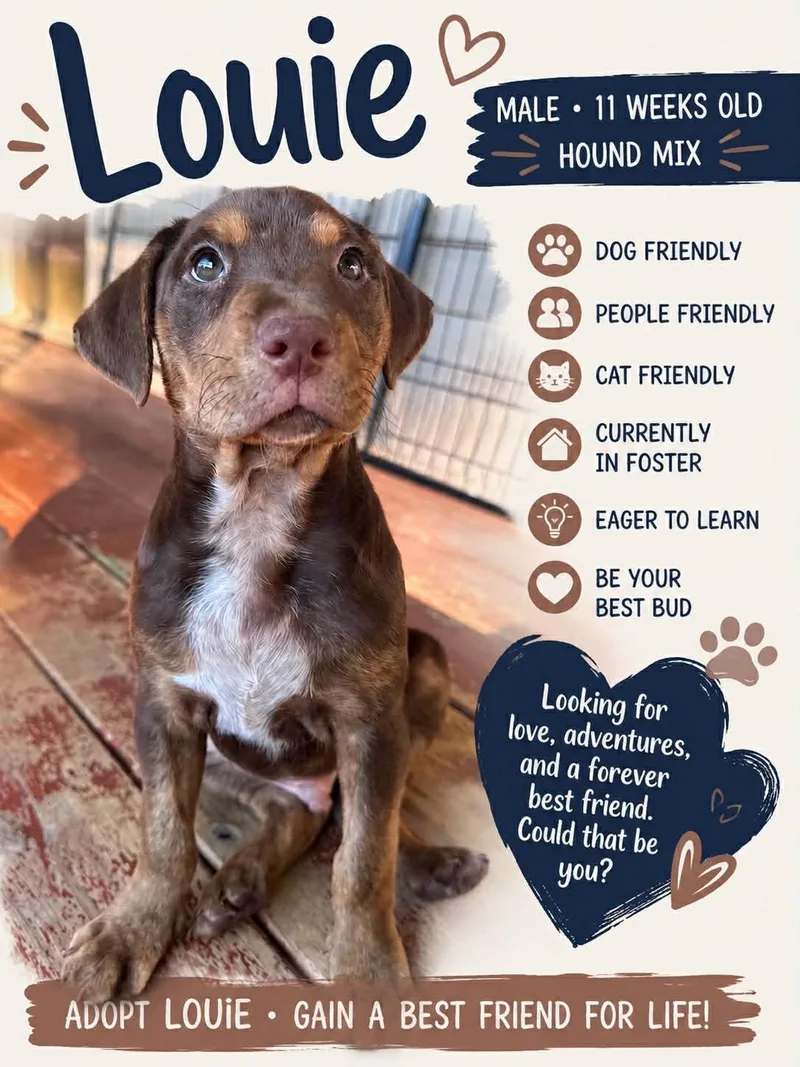 A baby small-sized male Mixed Breed dog named Louie for adoption in Ashland, KY