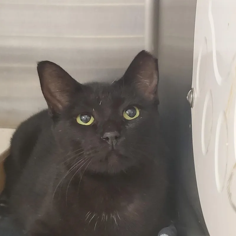 Peanut Butter thumbnail 2