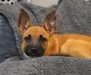 A baby large-sized male Belgian Shepherd / Malinois dog named Oscar for adoption in Morton Grove, IL
