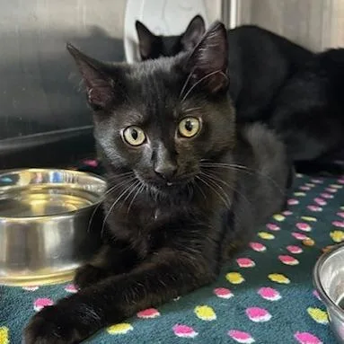 A baby small-sized male Black Domestic Short Hair cat named Cayenne for adoption in Knoxville, TN