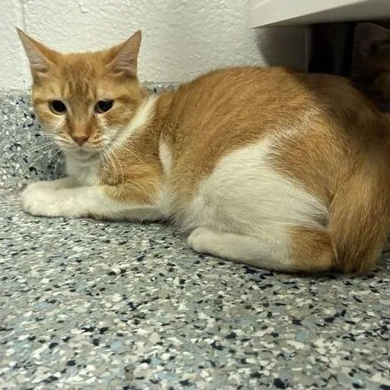 An adult medium-sized female Orange / Red Domestic Short Hair cat named Gooseberry for adoption in Dayton, OH
