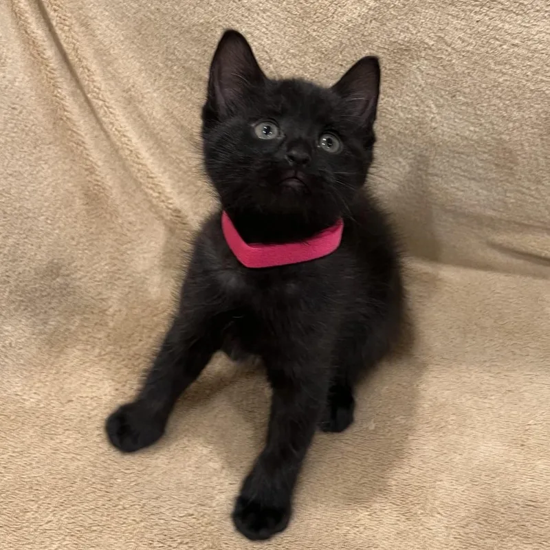 A baby small-sized female Black Domestic Short Hair cat named Coral for adoption in Brooklyn, NY