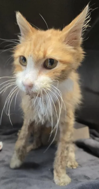 A senior extra large-sized male Orange / Red Domestic Medium Hair cat named 37340924 for adoption in El Paso, TX