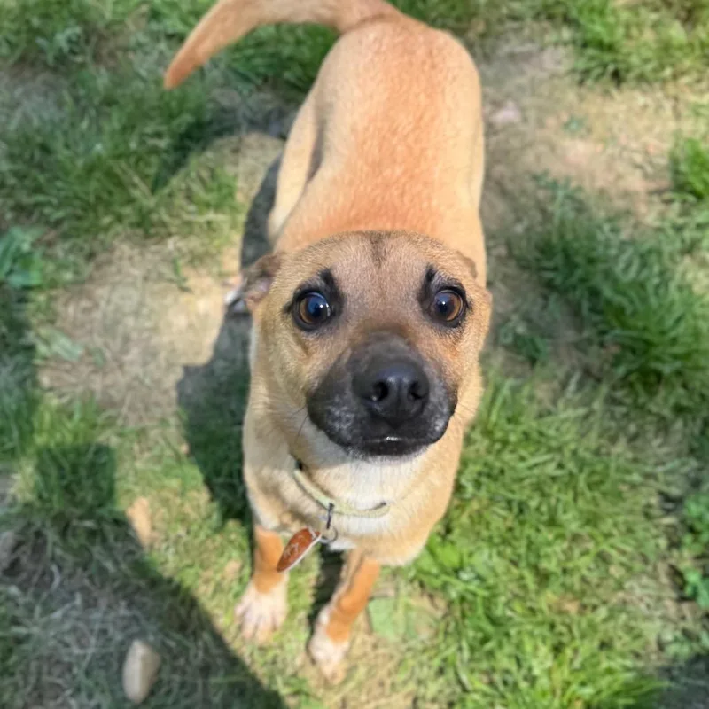 An adult small-sized male Yellow / Tan / Blond / Fawn Mixed Breed dog named Fruity Pebbles for adoption in Fredericksburg, VA