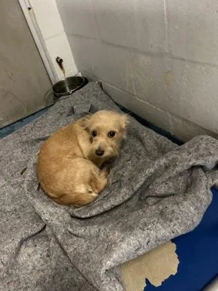 An adult medium-sized male Terrier dog named Asher for adoption in Gainesville, FL