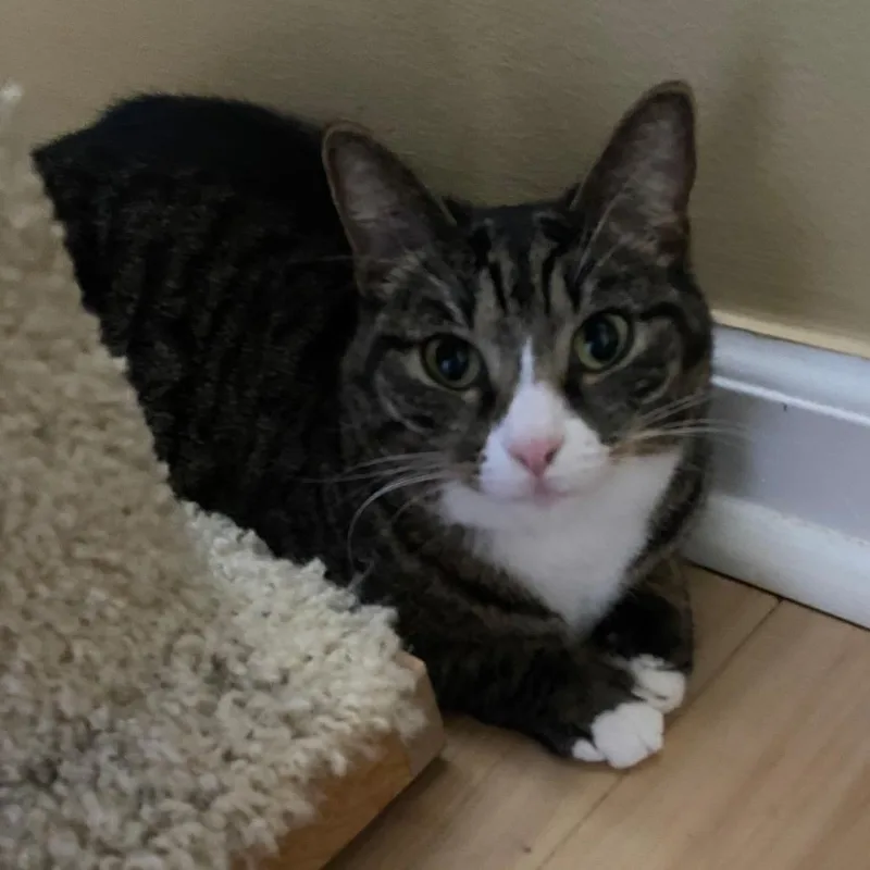 An adult medium-sized female Brown / Chocolate Domestic Short Hair cat named Dixie for adoption in Boston, MA
