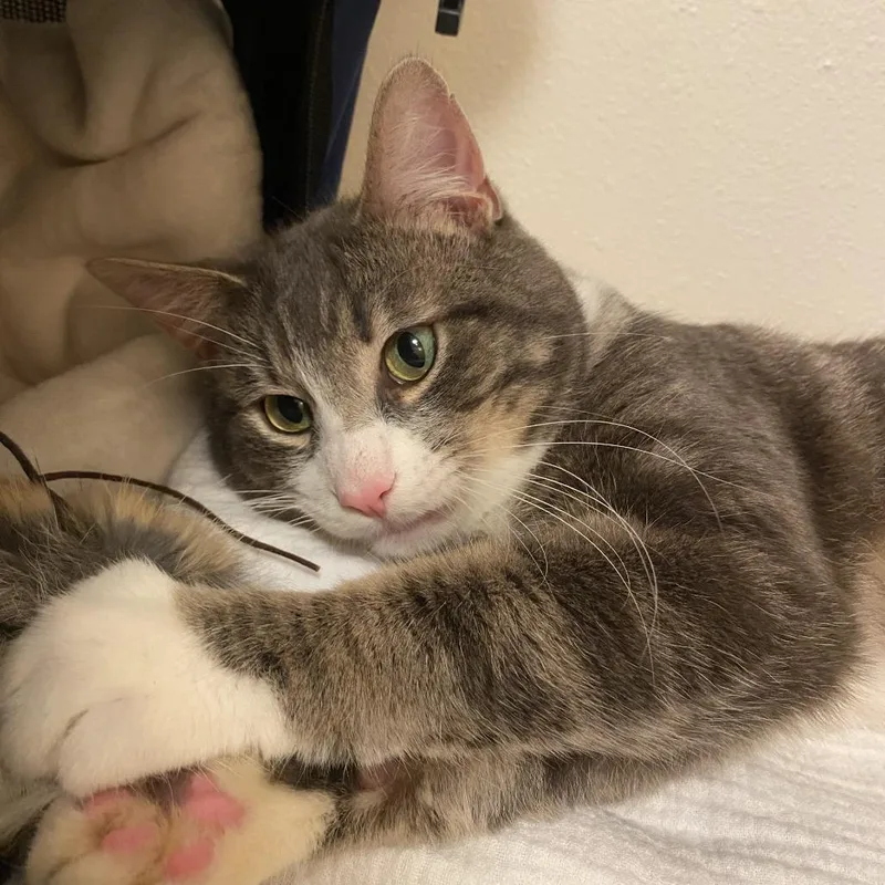 An adult medium-sized male Gray / Blue / Silver Domestic Short Hair cat named Conell for adoption in Tacoma, WA
