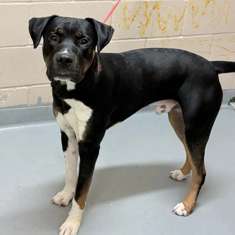 A young large-sized male Mixed Breed dog named Misha for adoption in Tacoma, WA