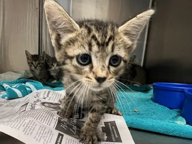 A baby small-sized female Domestic Short Hair cat named Chanterelle for adoption in Baytown, TX