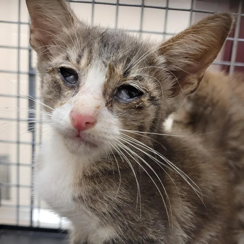 A baby small-sized male Gray / Blue / Silver Domestic Short Hair cat named Pan for adoption in Lake Panasoffkee, FL
