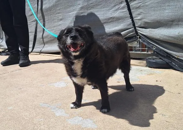 A senior small-sized female Mixed Breed dog named Scrappy for adoption in Staten Island, NY