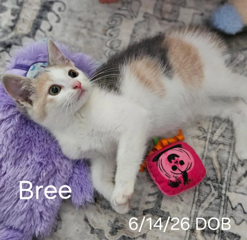 A baby medium-sized female Dilute Calico cat named Bree for adoption in Avondale, PA