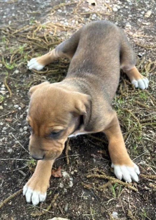 A baby medium-sized female Hound dog named Whisper for adoption in Hartsville, SC
