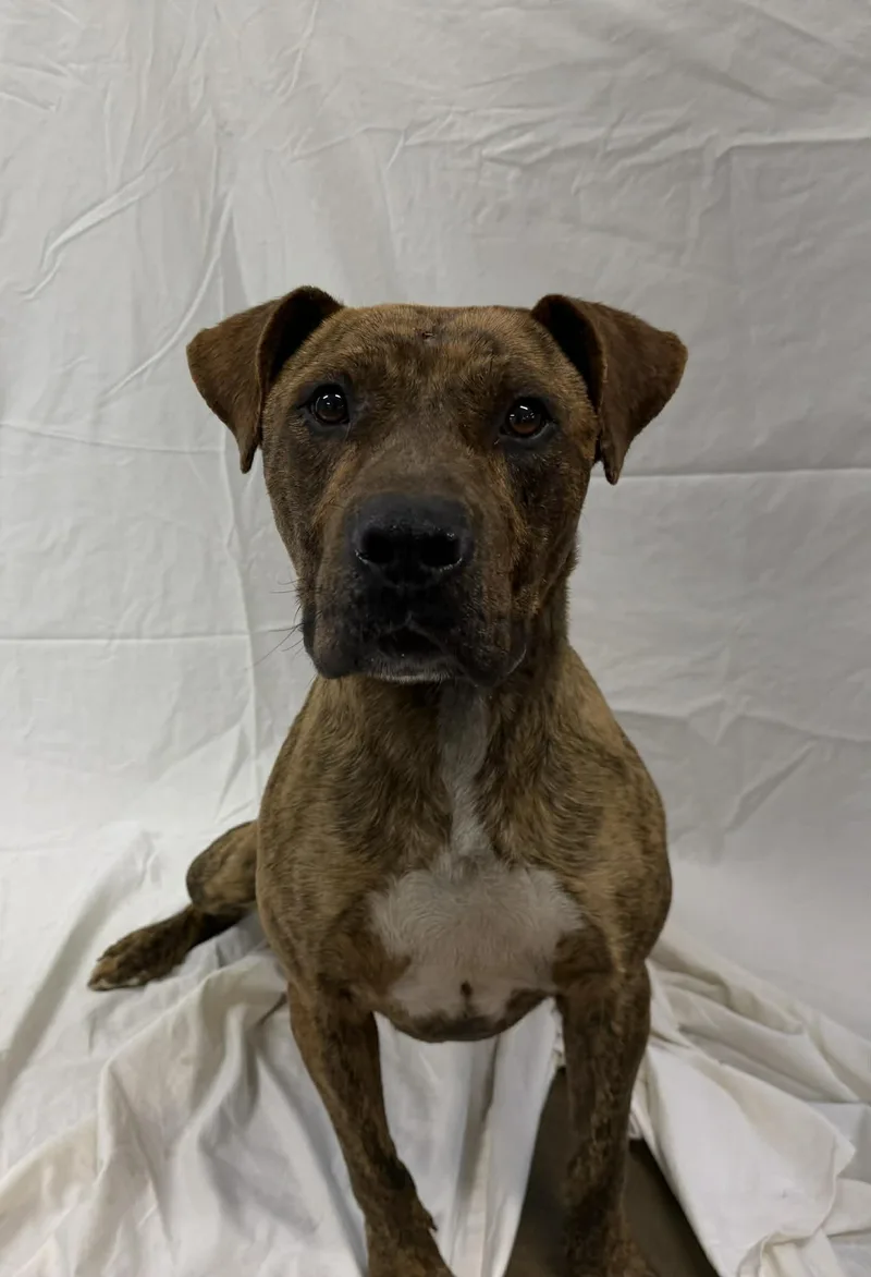 An adult medium-sized male Labrador Retriever dog named Timone for adoption in Shelbyville, KY