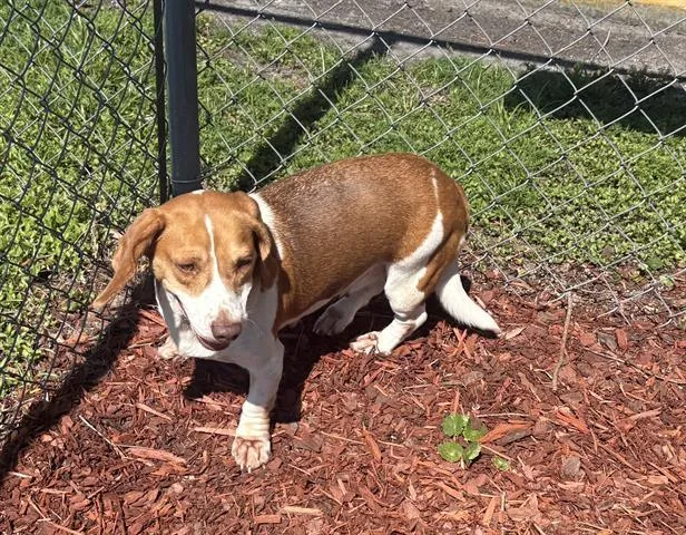 An adult small-sized female Beagle dog named Piper for adoption in Panama City, FL