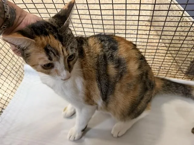 A young small-sized female Domestic Short Hair cat named Coco for adoption in Miami, FL