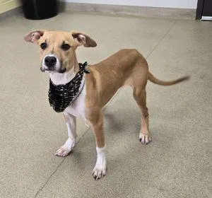 A young medium-sized female Boxer dog named Darcy for adoption in Bucyrus, OH