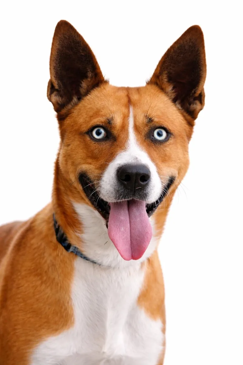 Apollo  Trained Dog