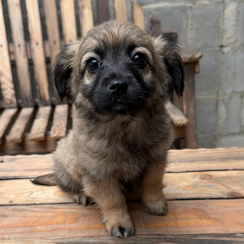 A baby small-sized male Cockapoo dog named Crocs for adoption in San Diego, CA