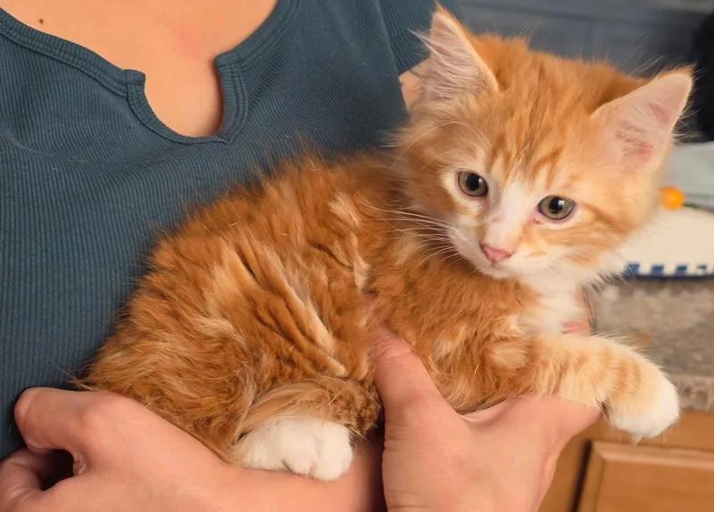 A baby medium-sized male Orange & White Domestic Medium Hair cat named Aspen for adoption in San Jose, CA