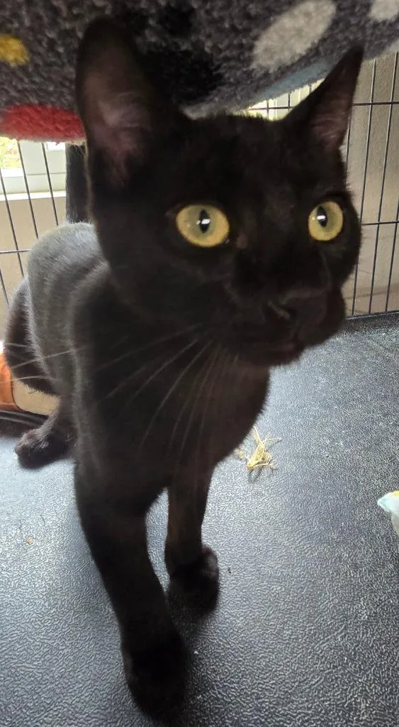 A baby medium-sized male Domestic Short Hair cat named Pluto Mirical for adoption in Shelton, WA